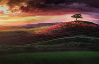 Guardian of the violet hill