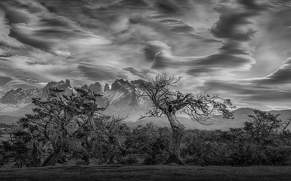 Trees below Patagonia Skies
