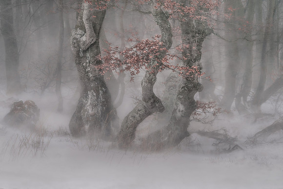 Trees in blizzard