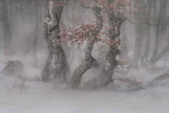 Trees in blizzard