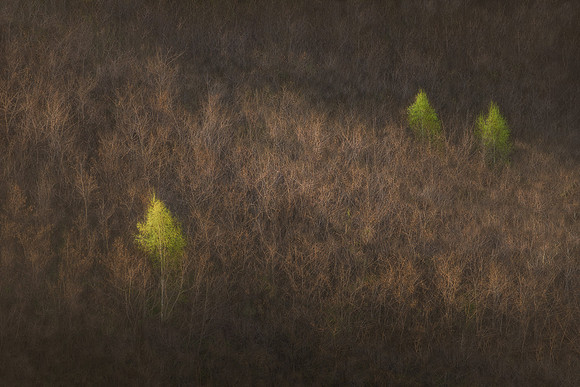 New life rushing